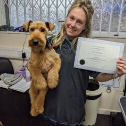 Welsh Terrier groomed at dog grooming course Birmingham