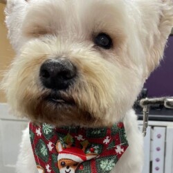 Westie after groom on a dog grooming course Stourbridge