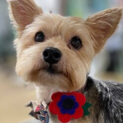 Yorkshire Terrier after a groom on a course in Kenilworth