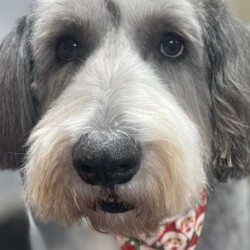 Bearded collie after groom at dog grooming course Solihull