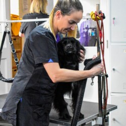 Being dried on a dog grooming course Stourbridge
