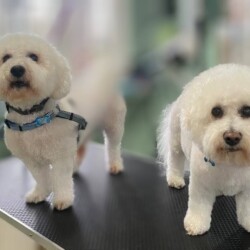 Bichons after being groomed at a dog grooming course in Birmingham