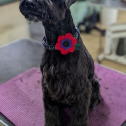 black schnauzer after his groom on a dog grooming course Kidderminster