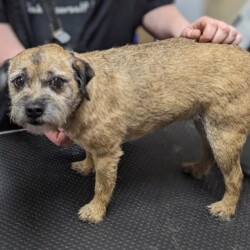 Border after stripping at a dog grooming school Birmingham