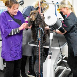 Drying dogs on a dog grooming course Birmingham