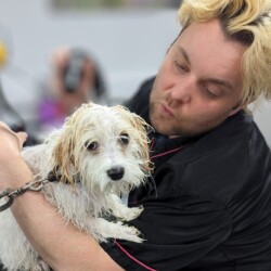 Puppy groom at dog grooming school Stratford upon Avon