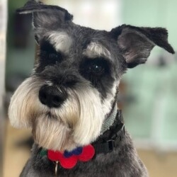Schnauzer after groom at a dog grooming course Stratford upon Avon