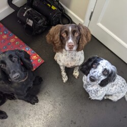 Spaniels after being groomed on a dog grooming course Coventry