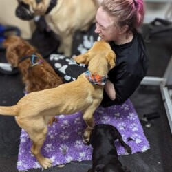 Student and dogs on a dog grooming course