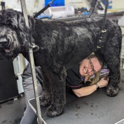 Student grooming a big dog on their dog grooming course Birmingham